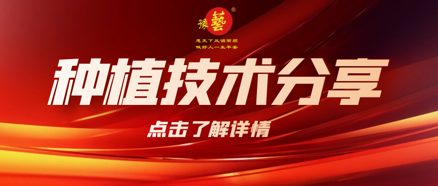 要想種出精品率高的胡蘿卜，這7點(diǎn)要注意！