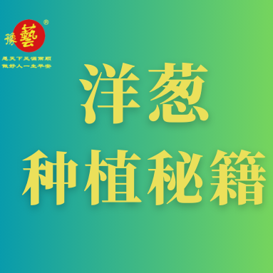 洋蔥種植秘籍：掌握這八點(diǎn)，種出優(yōu)質(zhì)洋蔥！